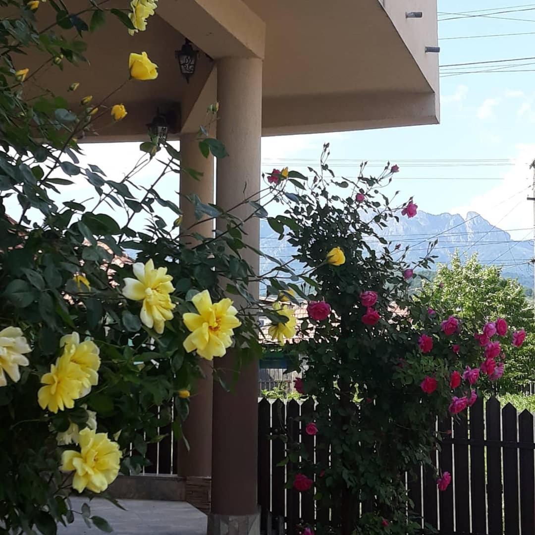 Casa Delia Otel Călimăneşti Dış mekan fotoğraf